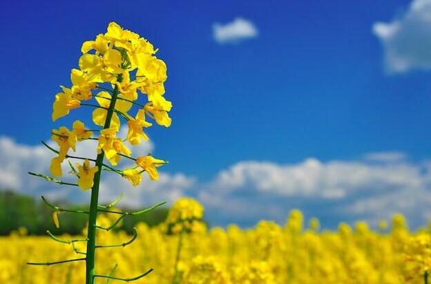 油菜花什么季节开