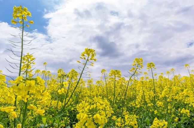 油菜花什么季节开