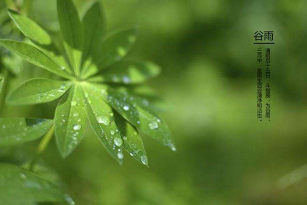 谷雨是什么意思