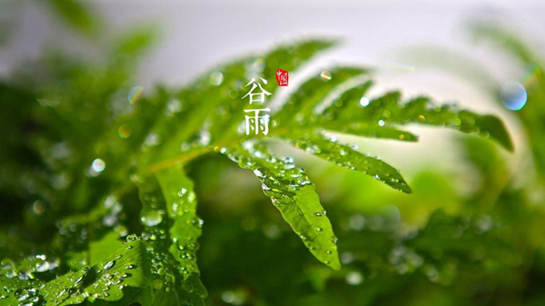 谷雨是什么意思