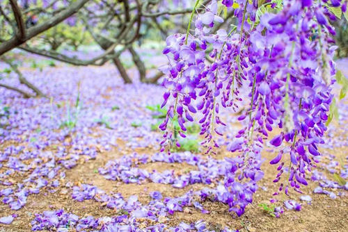 紫藤花的花语与象征