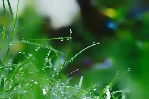 入伏下雨有什么说法