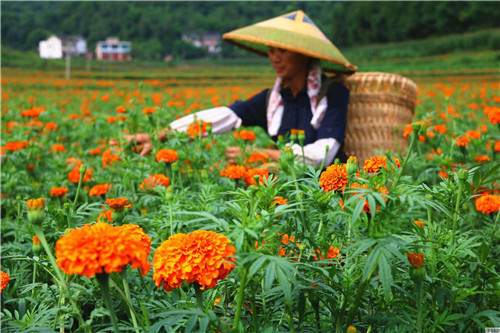 2023年中国农民丰收节心得以及感受5篇