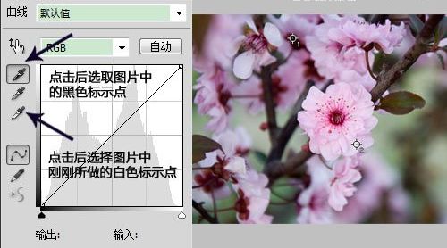 ps用曲线修正灰蒙蒙花朵图片(8)