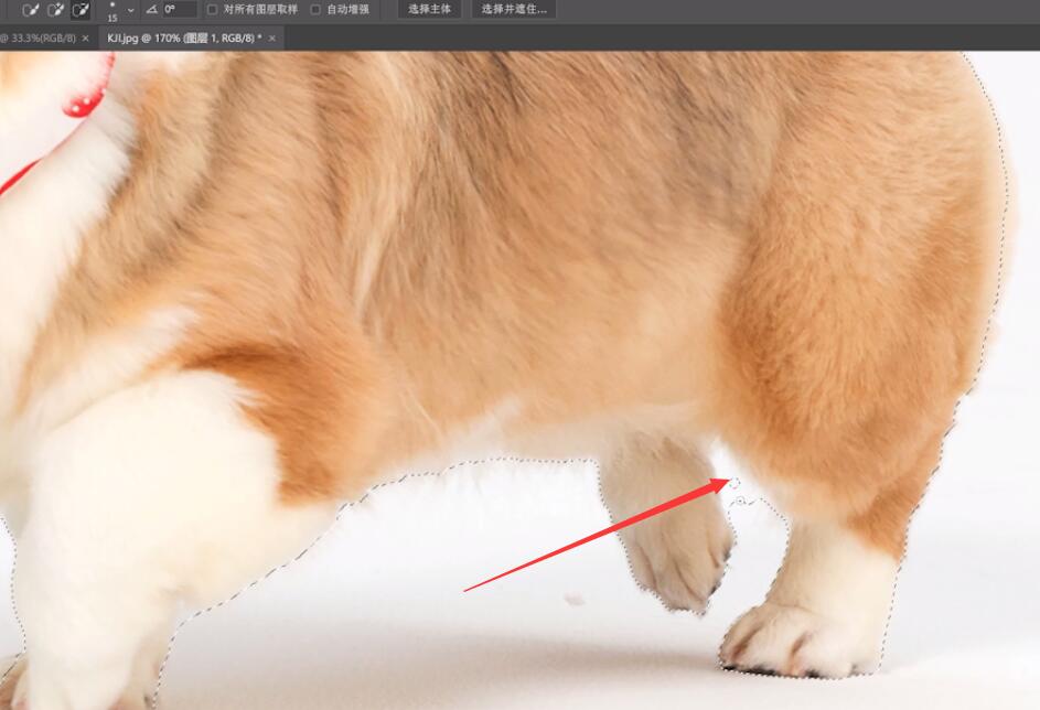 ps狗狗毛发抠图技巧(5)