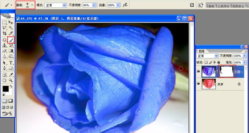 PS快速将红玫瑰变成蓝玫瑰(4)