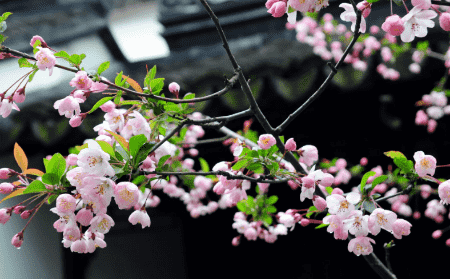 24节气春分时节的经典习俗有哪些