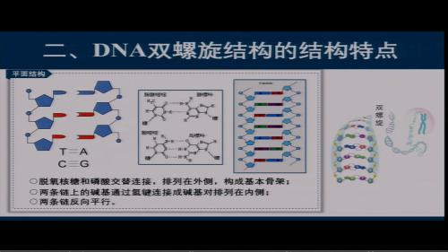 人教版生物高一下《DNA分子的结构