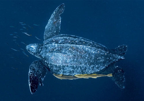 世界上体型最大的海龟_什么是体型最大的海龟