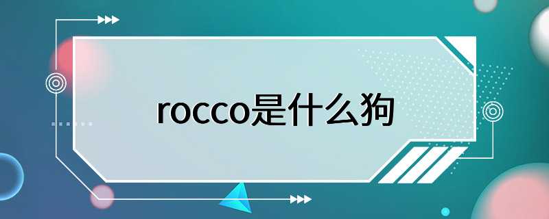 rocco是什么狗