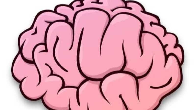AI怎么绘制大脑